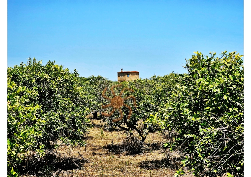 Sad pomarańczowy  Cullera, Walencja